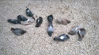 I colombi morti alla Villa Bellini di Catania