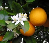 OrangeBloss_wb arance