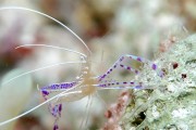Pederson's_Shrimp Gambero (ph Wiki)