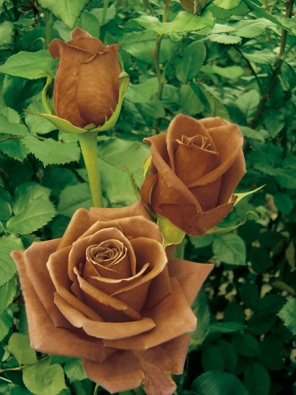 brown rose