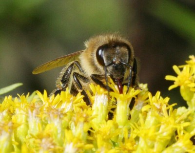 Un'ape su un fiore ph Wiki
